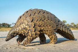 The giant pangolin is the largest species in the family of pangolins. Members of the species inhabit Africa with a range stretching along the equator from West Africa to Uganda.