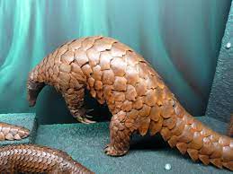 Giant pangolin (Smutsia gigantea): Found in central and western Africa, from Senegal to Uganda. It is the largest of all the pangolin species and can weigh up to 140 pounds.