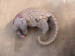 The giant pangolin can grow up to 1.8 meters in length and weigh up to 75 kilograms, making it the largest species of pangolin.