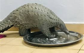 The giant pangolin is primarily nocturnal and feeds on ants and termites, using its long, sticky tongue to capture the insects.