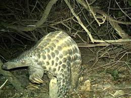 Pangolins are highly valued in some cultures for their supposed medicinal properties, which has driven demand for the scales and led to poaching of the animals.