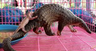 The giant pangolin has large, powerful claws that it uses for digging into termite mounds and ant nests.