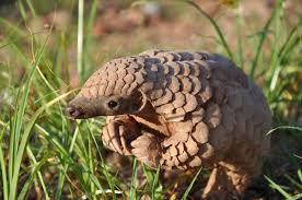 The giant pangolin is primarily found in tropical forests in central and western Africa, but it can also be found in savannahs and grasslands.