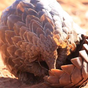 The giant pangolin is threatened by habitat loss due to deforestation and hunting for its meat and scales.